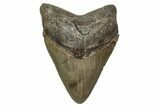 Serrated, Fossil Megalodon Tooth - North Carolina #344044-1
